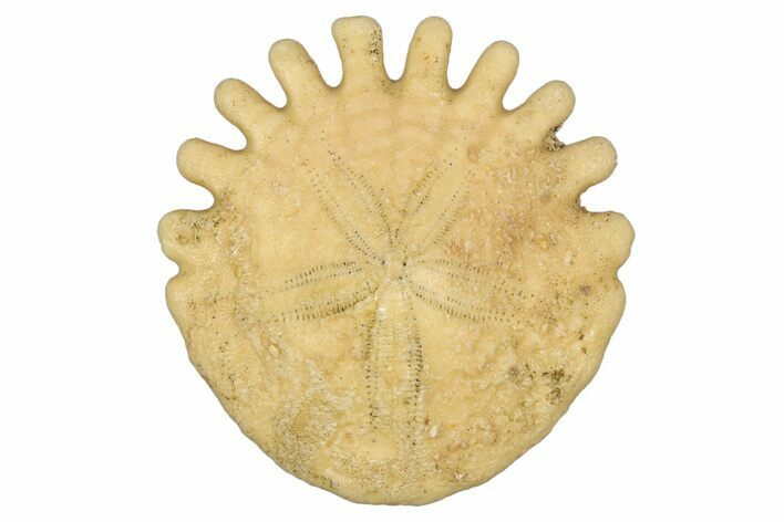 Fossil Sand Dollar (Heliophora) - Boujdour Province, Morocco #347923